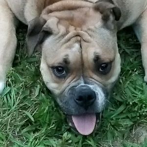 Meet your Posher, Dolores